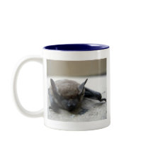 リトルブラウンこうもり（筋炎）