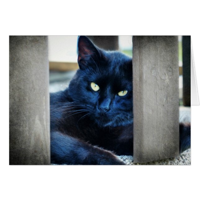 リトルブラック子猫 (正面横)