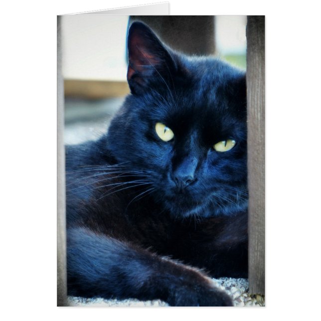 リトルブラック子猫 (正面)