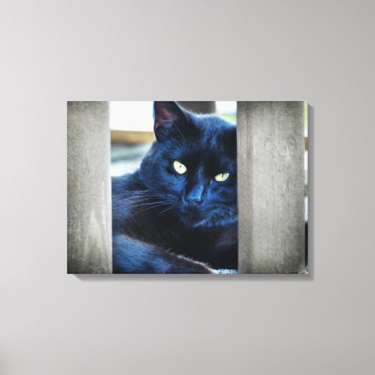 リトルブラック子猫 キャンバスプリント (正面)