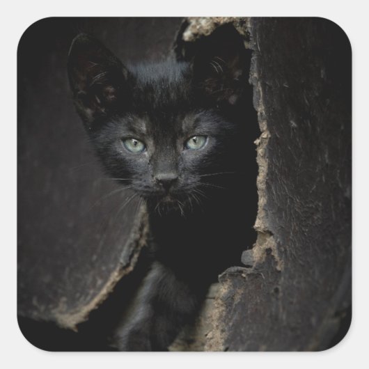リトルブラック子猫 スクエアシール (正面)
