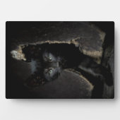 リトルブラック子猫 フォトプラーク (正面)