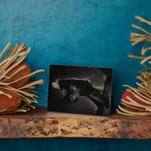 リトルブラック子猫 フォトプラーク