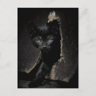 リトルブラック子猫 ポストカード