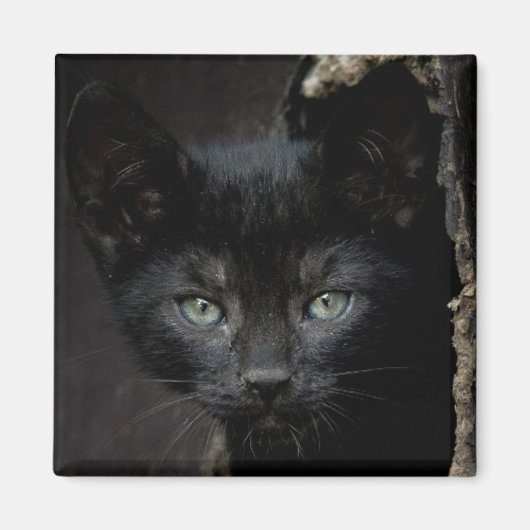 リトルブラック子猫 マグネット (正面)