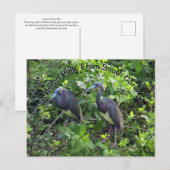 リトルブルーヘロンポストカードサウスカロライナ ポストカード (正面/裏面)