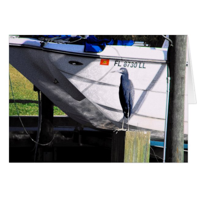 リトルブルーヘロン (正面横)