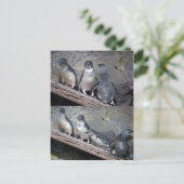 リトルブルーペンギン ポストカード (スタンド正面)