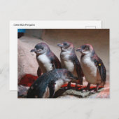 リトルブルーペンギン ポストカード (正面/裏面)