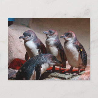 リトルブルーペンギン ポストカード