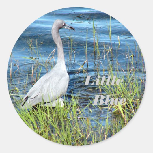 リトルブルー ラウンドシール (正面)