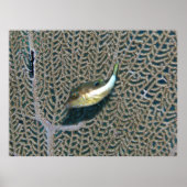 リトルプファーとファンサンゴ ポスター (正面)