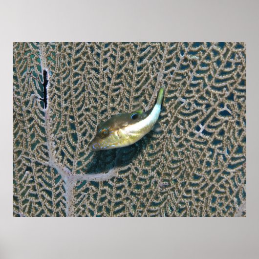 リトルプファーとファンサンゴ ポスター (正面)