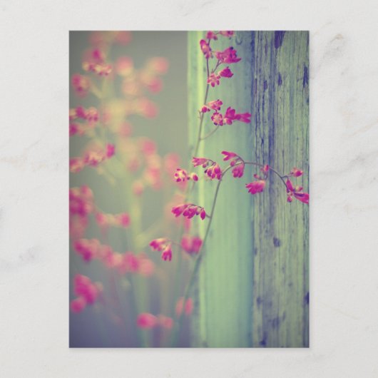 リトルベル ポストカード (正面)