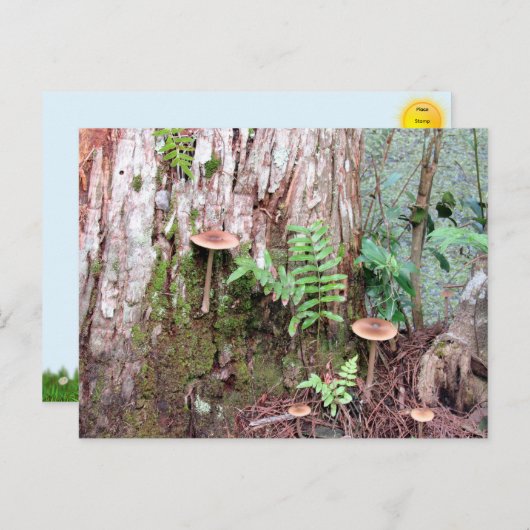 リトルマッシュルーム葉書 シーズンポストカード (正面/裏面)