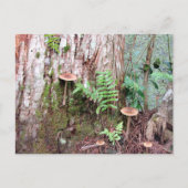 リトルマッシュルーム葉書 シーズンポストカード (正面)