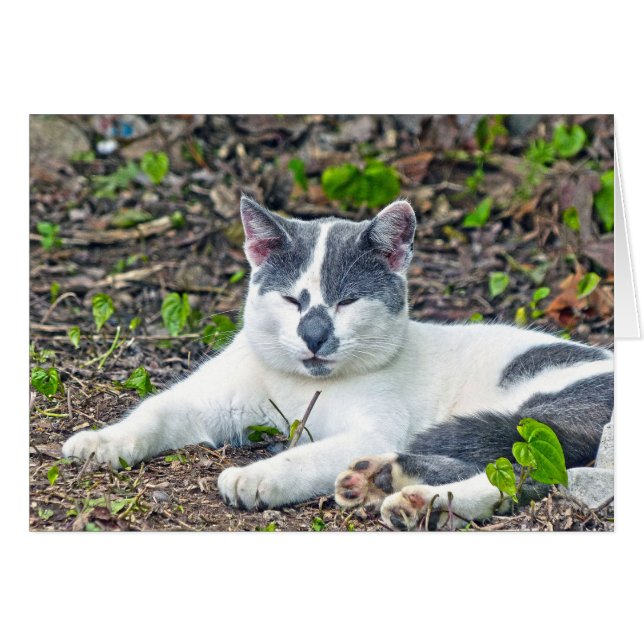 リトルミスターパンツ (正面横)