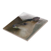 リトルムンジャク タイル (側面)