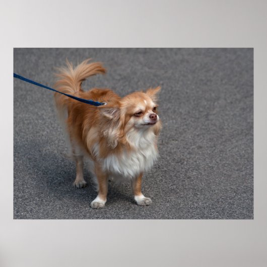 リトルレッドヘッド ポスター (正面)