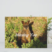 リトルワラビー (スタンド正面)