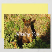 リトルワラビー (正面/裏面)