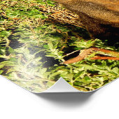 リトルワラビー フォトプリント            (角)