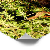 リトルワラビー ポスター (角)