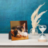 リトル子猫睡眠 フォトプラーク (インサイチュ)