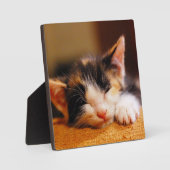 リトル子猫睡眠 フォトプラーク (正面)