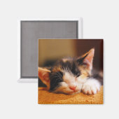 リトル子猫睡眠 マグネット (正面/裏面)