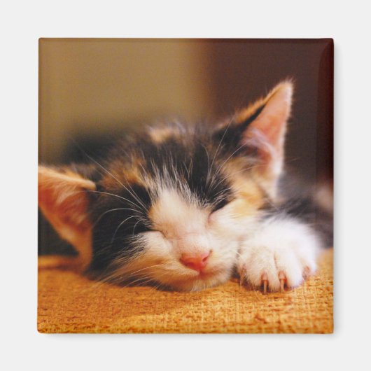 リトル子猫睡眠 マグネット (正面)