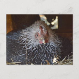 リトル日本の・バンタム・ヘン。 ポストカード