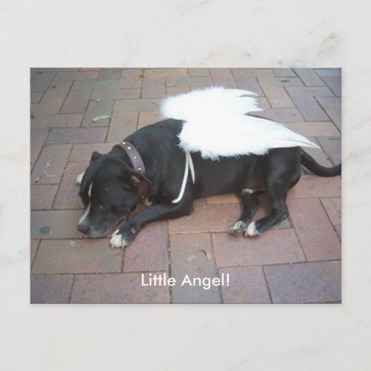 リトル・エンジェル！ ポストカード (正面)