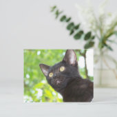 リトル・ニット・シーク ポストカード (スタンド正面)