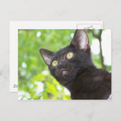 リトル・ニット・シーク ポストカード (正面/裏面)