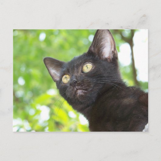 リトル・ニット・シーク ポストカード (正面)