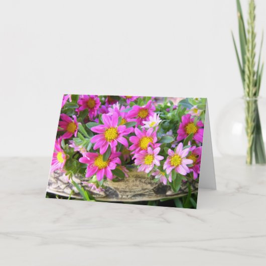 リトル・ピンクス カード (正面)