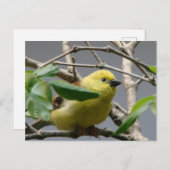 リトル《鳥》アメリカゴガラ ポストカード (正面/裏面)