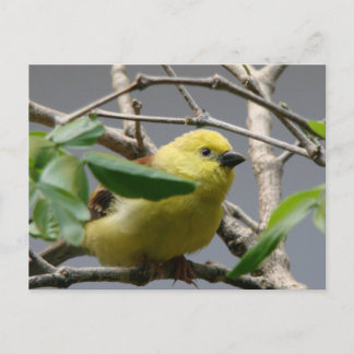 リトル《鳥》アメリカゴガラ ポストカード