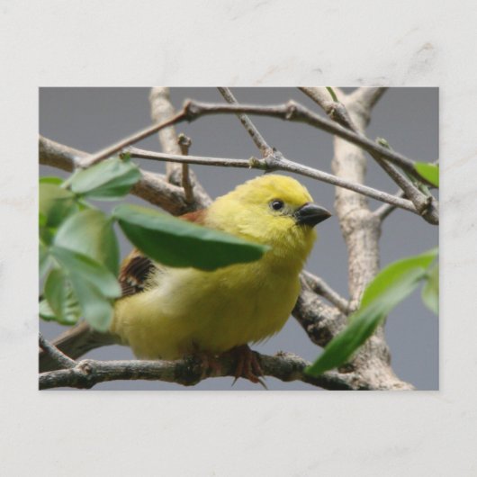 リトル《鳥》アメリカゴガラ ポストカード (正面)