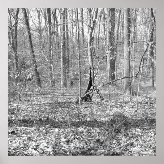 リドレクリーク州パーク ポスター (正面)