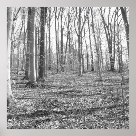 リドレクリーク州パーク ポスター (正面)