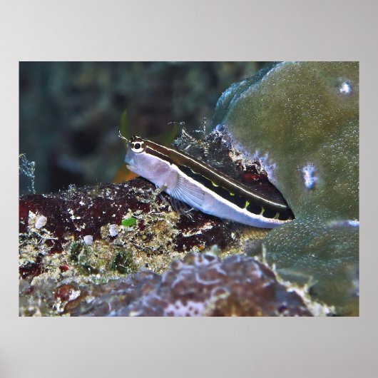 リニアブレンニー ポスター (正面)