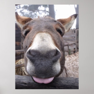 リニャアニマル – Arre burriquito ポスター