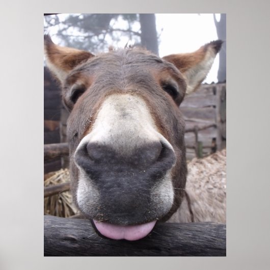 リニャアニマル – Arre burriquito ポスター (正面)