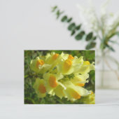 リネア・ブルゲイル ポストカード (スタンド正面)