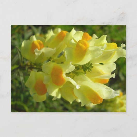 リネア・ブルゲイル ポストカード (正面)