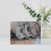 リノス飲料水はがき ポストカード (スタンド正面)