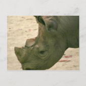 リノ ポストカード (正面)