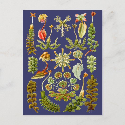 リバウォッツ ポストカード (正面)